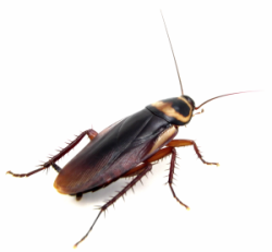 cockroach3