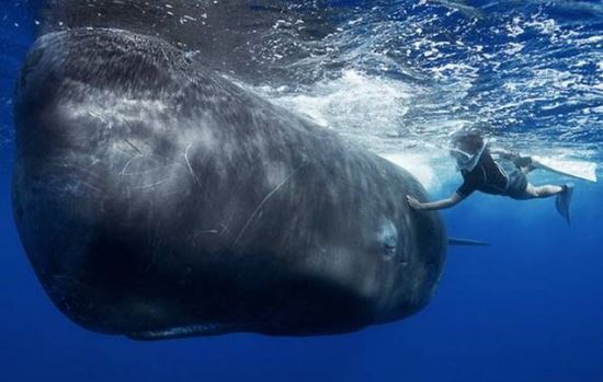 man-whale-swiming-14