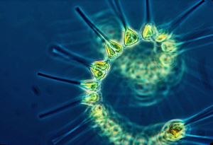 phytoplankton_1